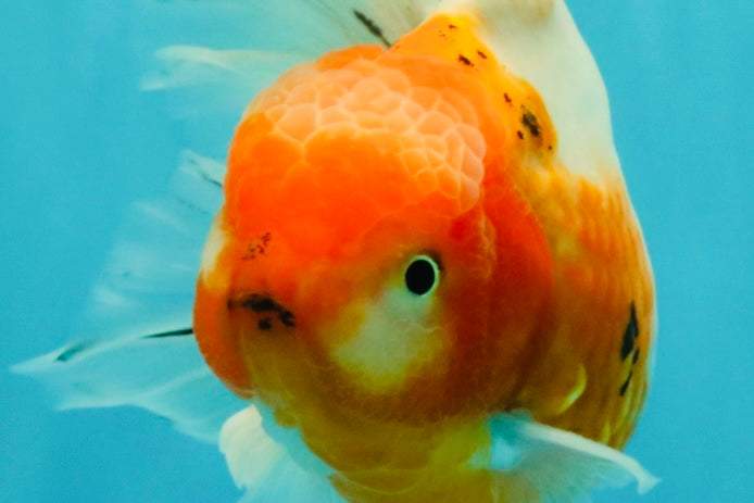 A Grade Sakura Oranda Male 6.5 inches #082126OR_13