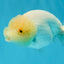 SUPER CUTE A Grade White LionQueen Female 4.5 inches #041026LC_17