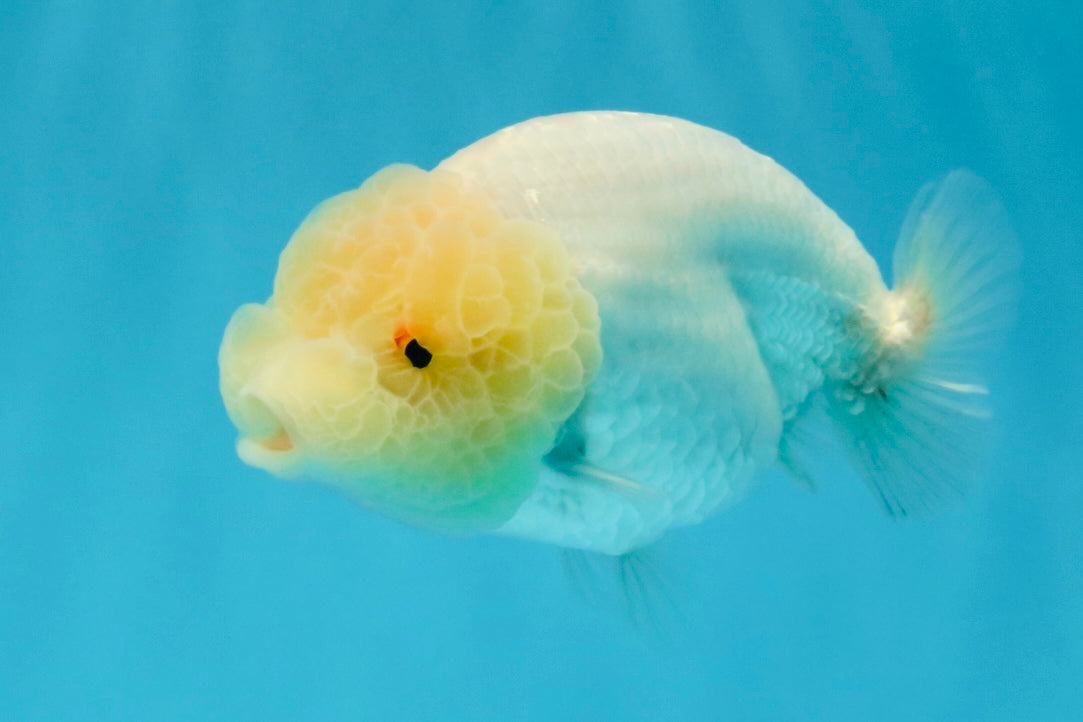 SUPER CUTE A Grade White LionQueen Female 4.5 inches #041026LC_17