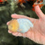 White LionChu Female 4-4.5 inches #042426LC_18