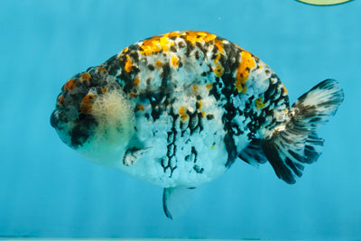 A Grade Tricolor Tiger LionKing Male 5.5 inches #102425LC_03