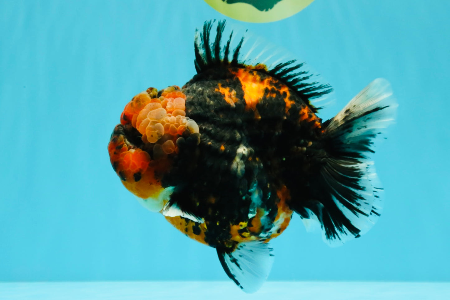 CHONKY AAA Grade Tiger Yuanbao Male 6 inches #032026YB_24