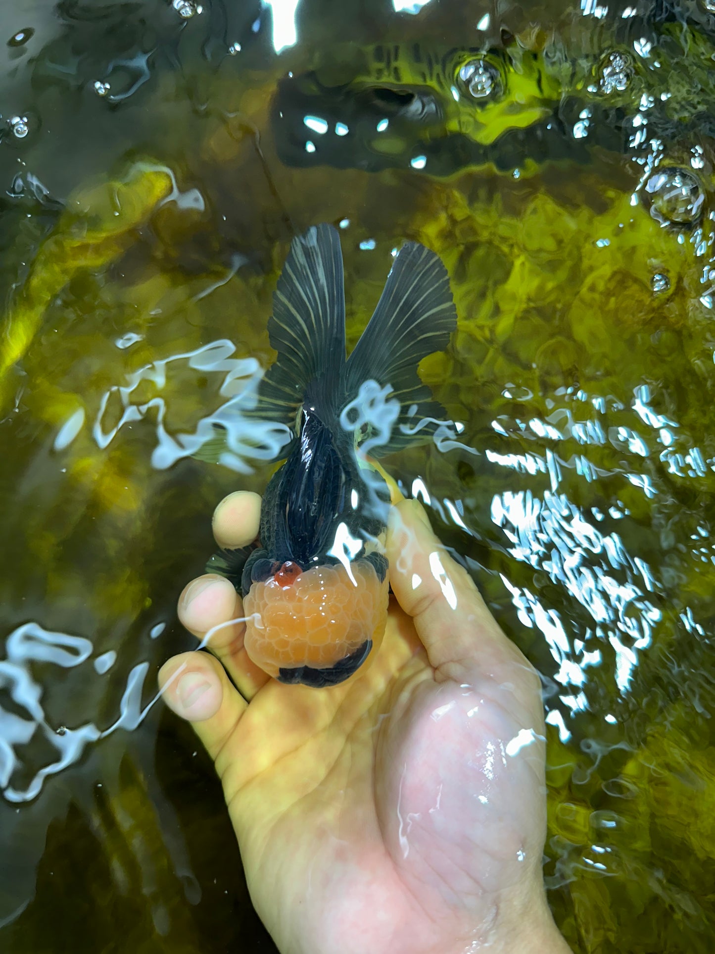 A Grade SPECIAL Panda Button Eyes Oranda Male 4.5-5 inches #072525OR_09