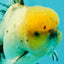 A Grade Marble Oranda Male 6 inches #062626OR_33