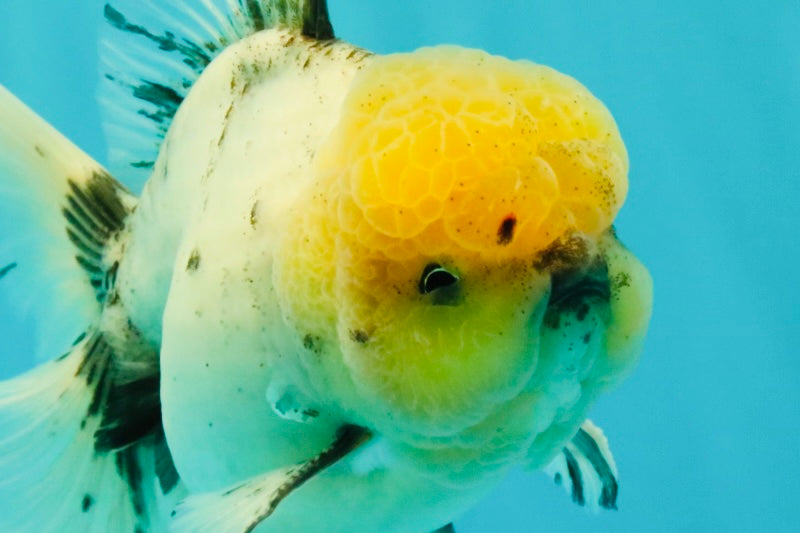 A Grade Marble Oranda Male 6 inches #062626OR_33
