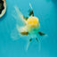 A Grade Lemonhead Tricolor Oranda Male 5 inches #111524OR_26