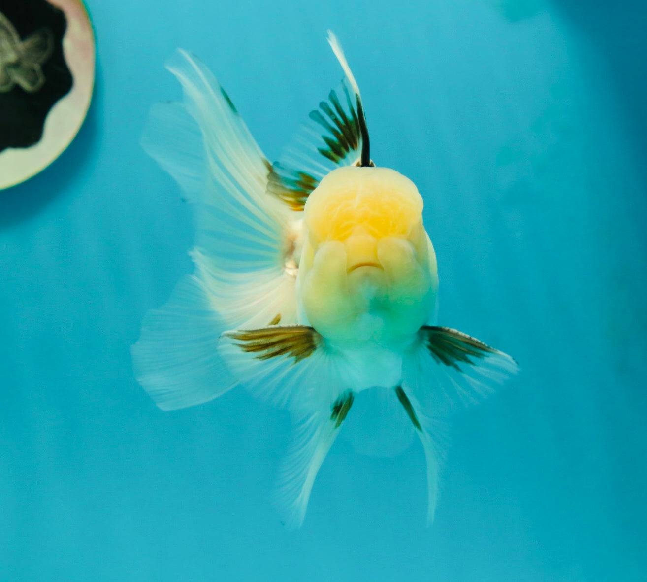 A Grade Lemonhead Tricolor Oranda Male 5 inches #111524OR_26