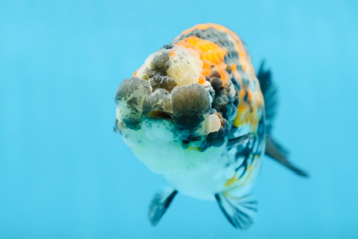 A Grade SUPER CUTE Tricolor Tiger LionQueen 5 inches #091225LC_07