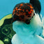 A Grade Young Lava Tricolor Oranda Male 5.5 inches #061325_07