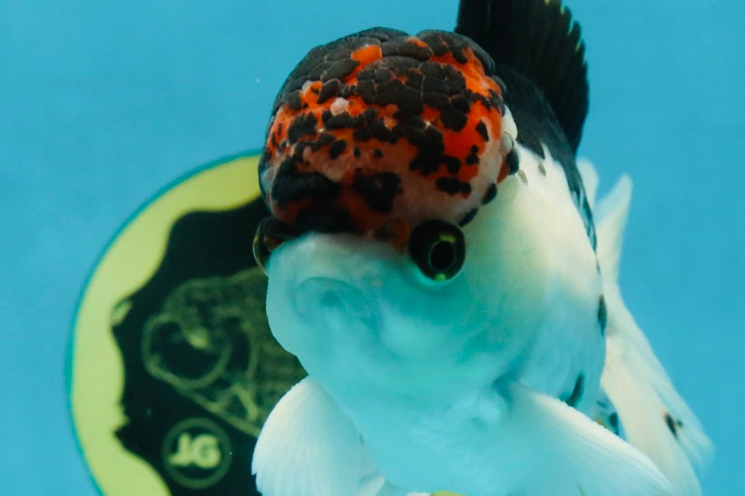 A Grade Young Lava Tricolor Oranda Male 5.5 inches #061325_07