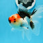 AAA Grade Tricolor Oranda Male 4.5 inches #0913OR_09