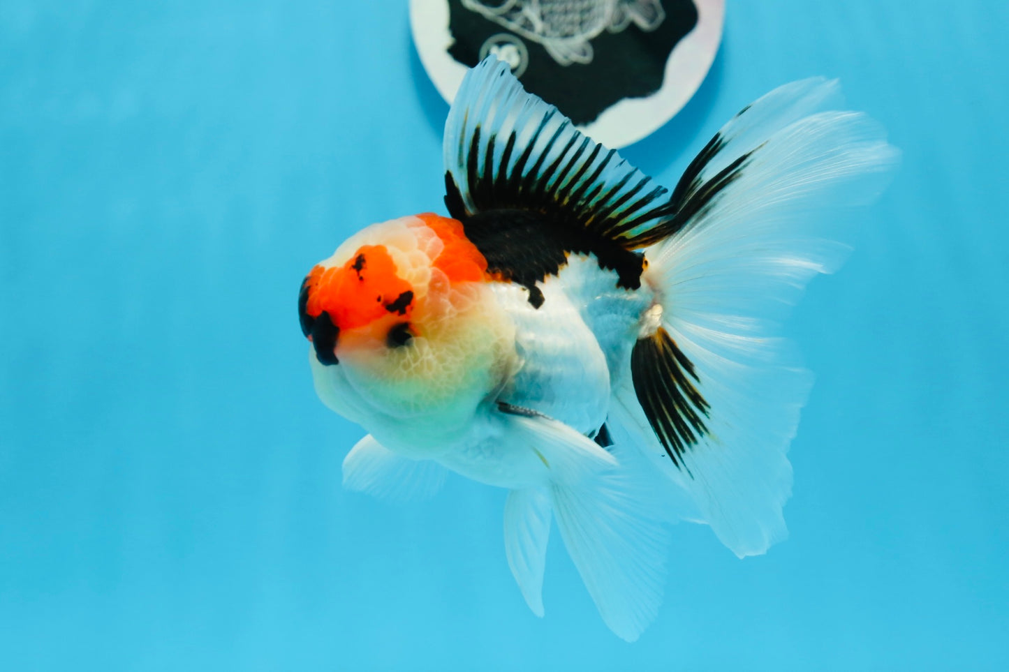 AAA Grade Tricolor Oranda Male 4.5 inches #0913OR_09