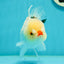 Tricolor Pompom Red Nose Oranda Female 5.5 inches #111524OR_17