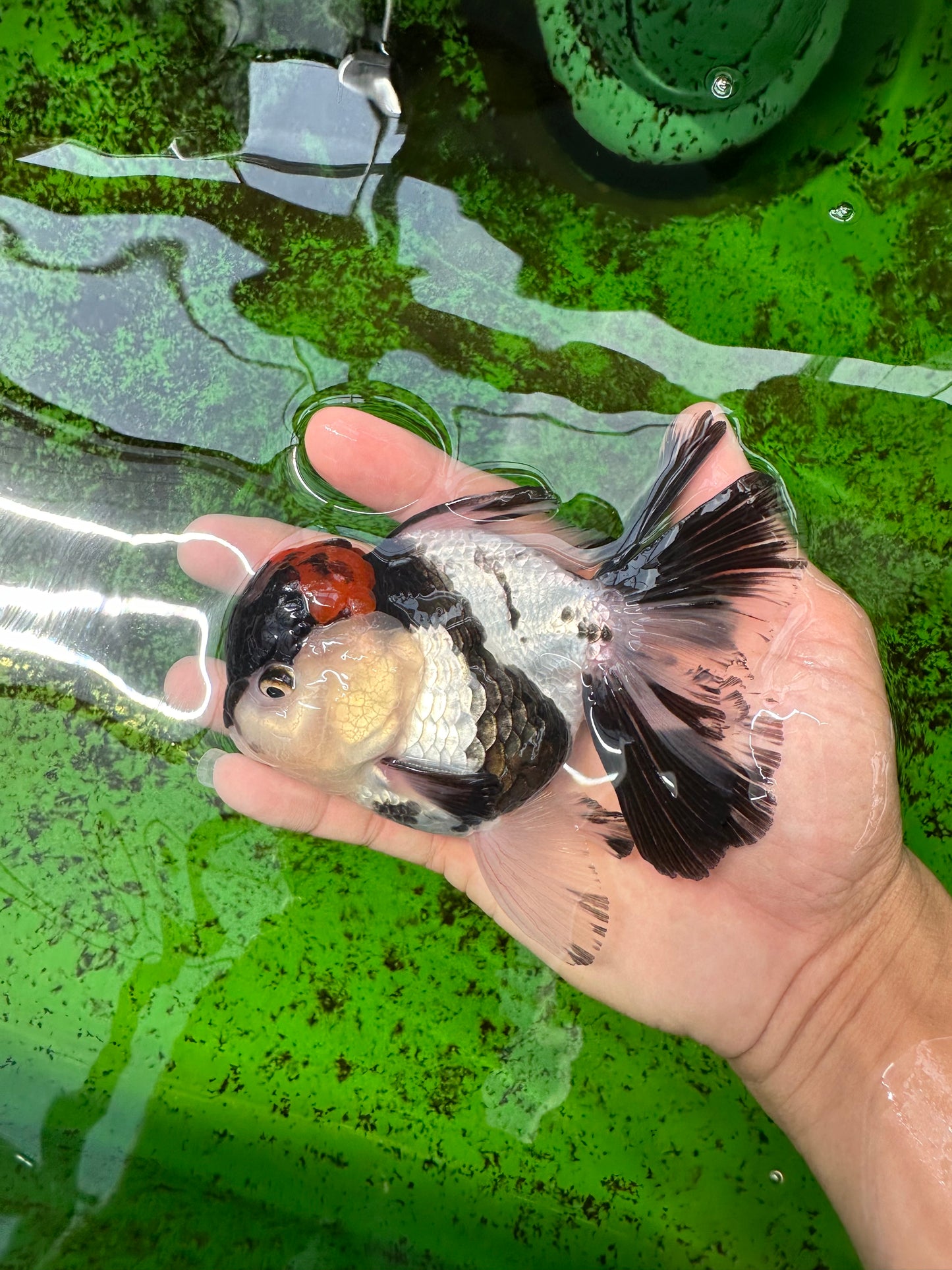 AAA Grade Tricolor Oranda Male 5 inches #0830OR_11