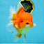SUPER CUTE A Grade Red White Oranda Female 6.5 inches #110725OR_01