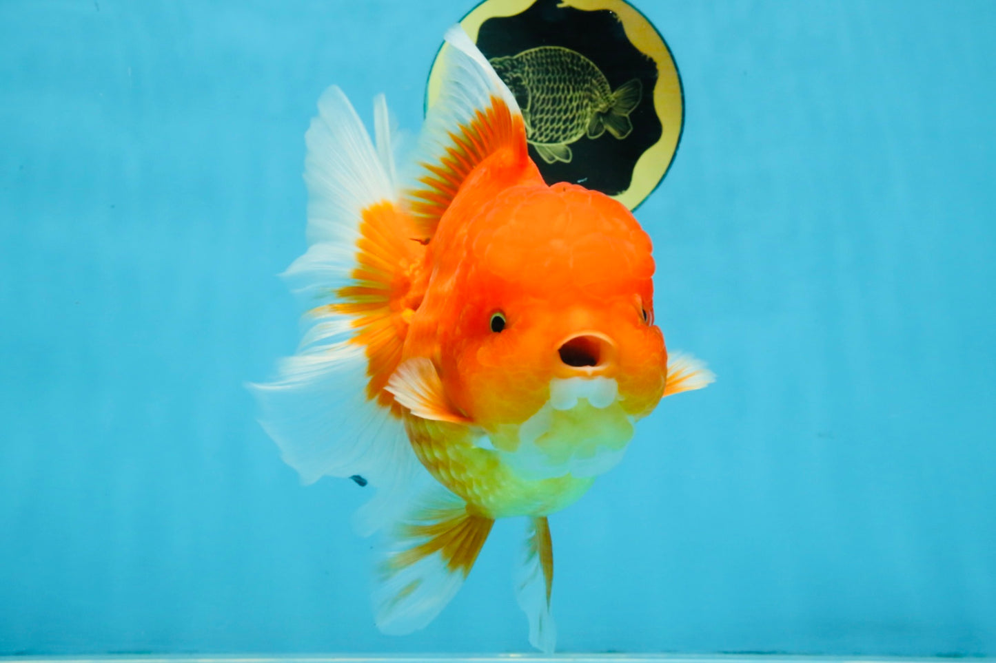 SUPER CUTE A Grade Red White Oranda Female 6.5 inches #110725OR_01