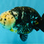 SPECIAL Chinese Ink Ranchu Male 5.5 inches #041026RC_21