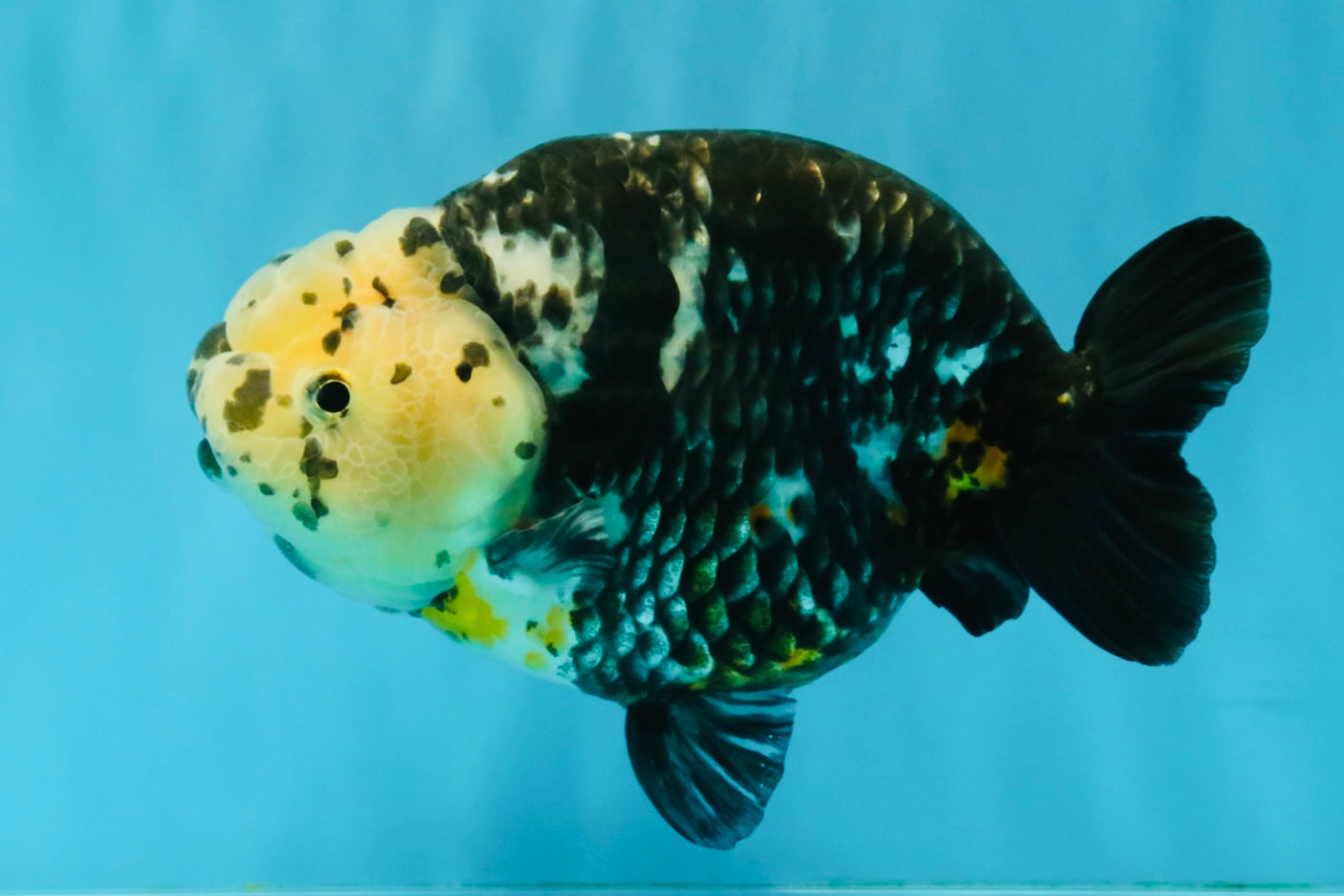 SPECIAL Chinese Ink Ranchu Male 5.5 inches #041026RC_21