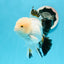 AAA Grade Black Tail Tricolor Oranda Male 5.5 inches #0503OR_06