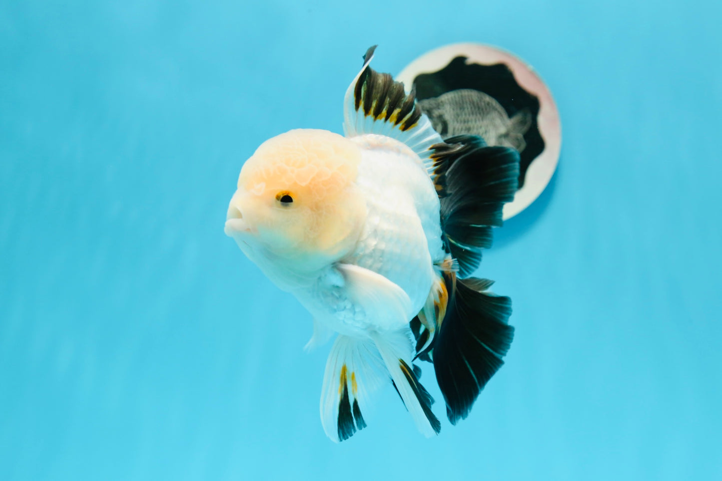 AAA Grade Black Tail Tricolor Oranda Male 5.5 inches #0503OR_06