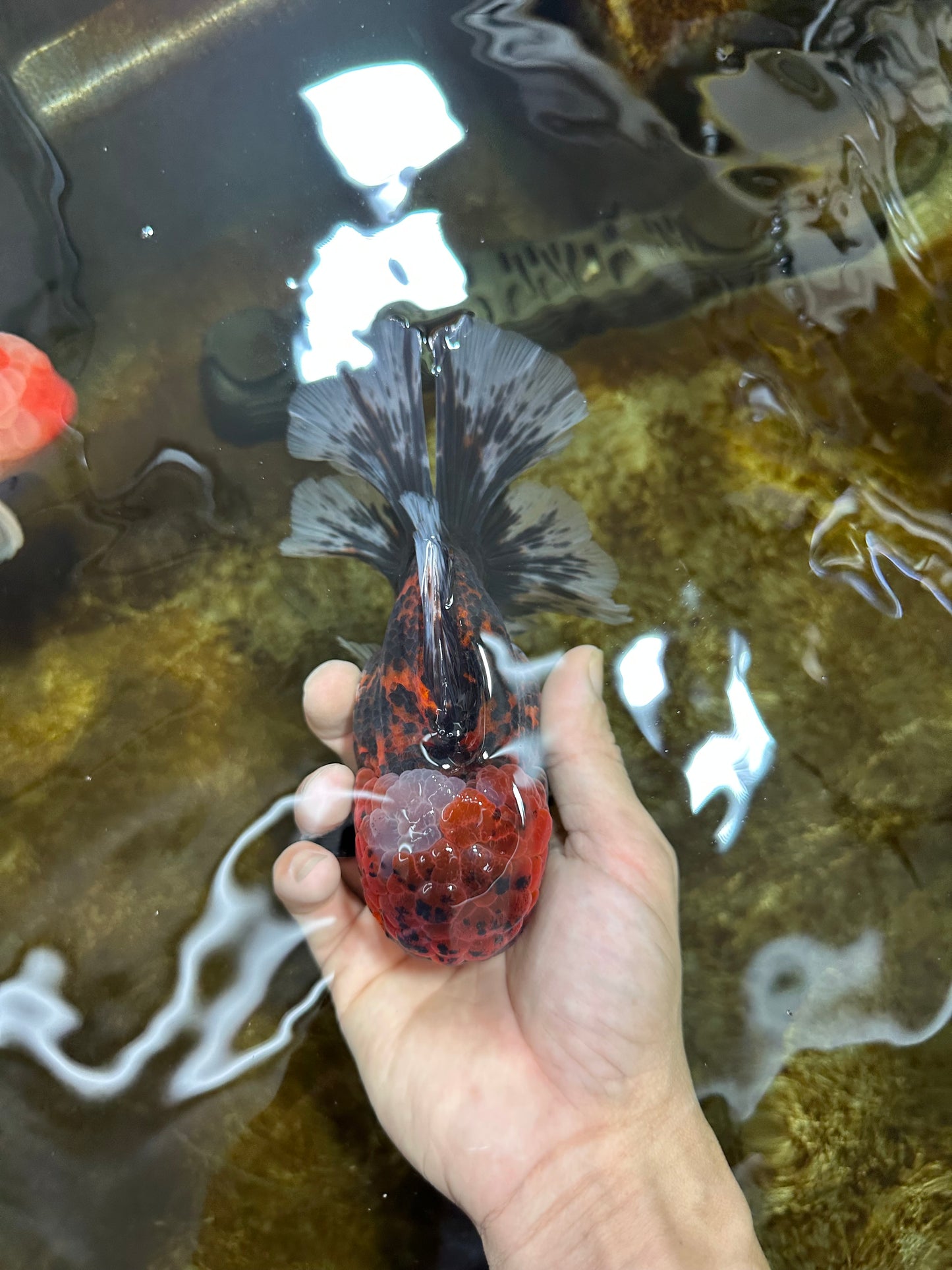 AAA Grade Godzilla Tiger Oranda Male 6 inches #080125OR_07