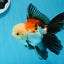 Oranda tricolor de grado AAA macho 5,5 pulgadas #0830OR_13