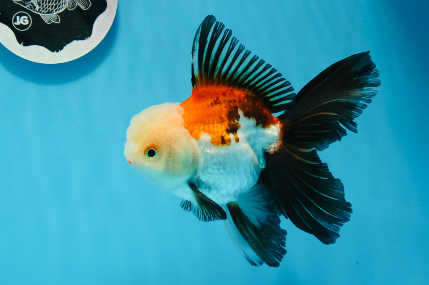 Oranda tricolor de grado AAA macho 5,5 pulgadas #0830OR_13