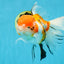 A Grade Jumbo MASSIVE BUTTERFLY TAIL Tricolor Sakura Oranda Female 6.5 inches #010325OR_03