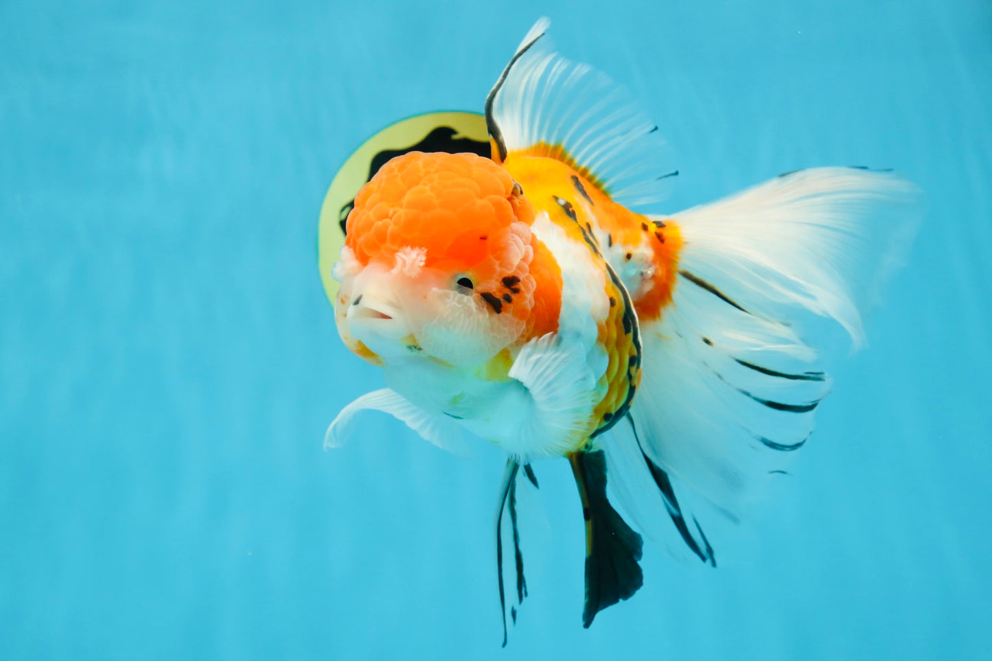 A Grade Jumbo MASSIVE BUTTERFLY TAIL Tricolor Sakura Oranda Female 6.5 inches #010325OR_03