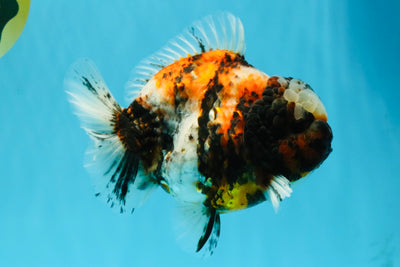 UNIQUE AAA Grade Marble Tiger Yuanbao Male 5.5-6 inches #041026YB_27