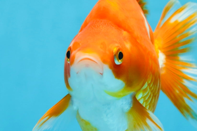 AAA Grade Ryukin Red White Female 5.5 inches #070425RK_02