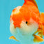 CHONKY AAA Grade Red White Yuanbao Male 5.5-6 inches #050126YB_17