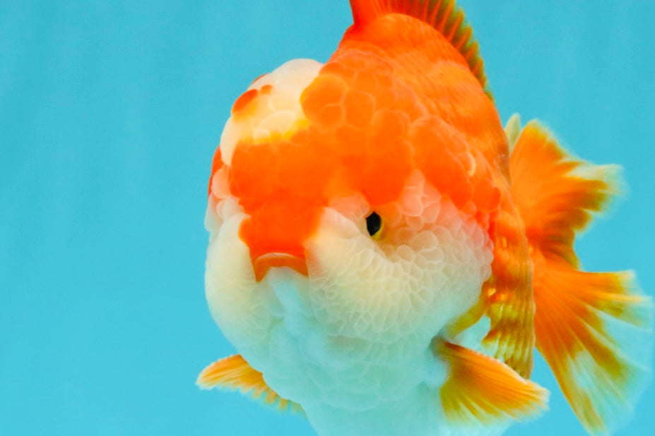 CHONKY AAA Grade Red White Yuanbao Male 5.5-6 inches #050126YB_17