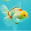 A Grade Red White Oranda Male 6 inches #102326OR_09