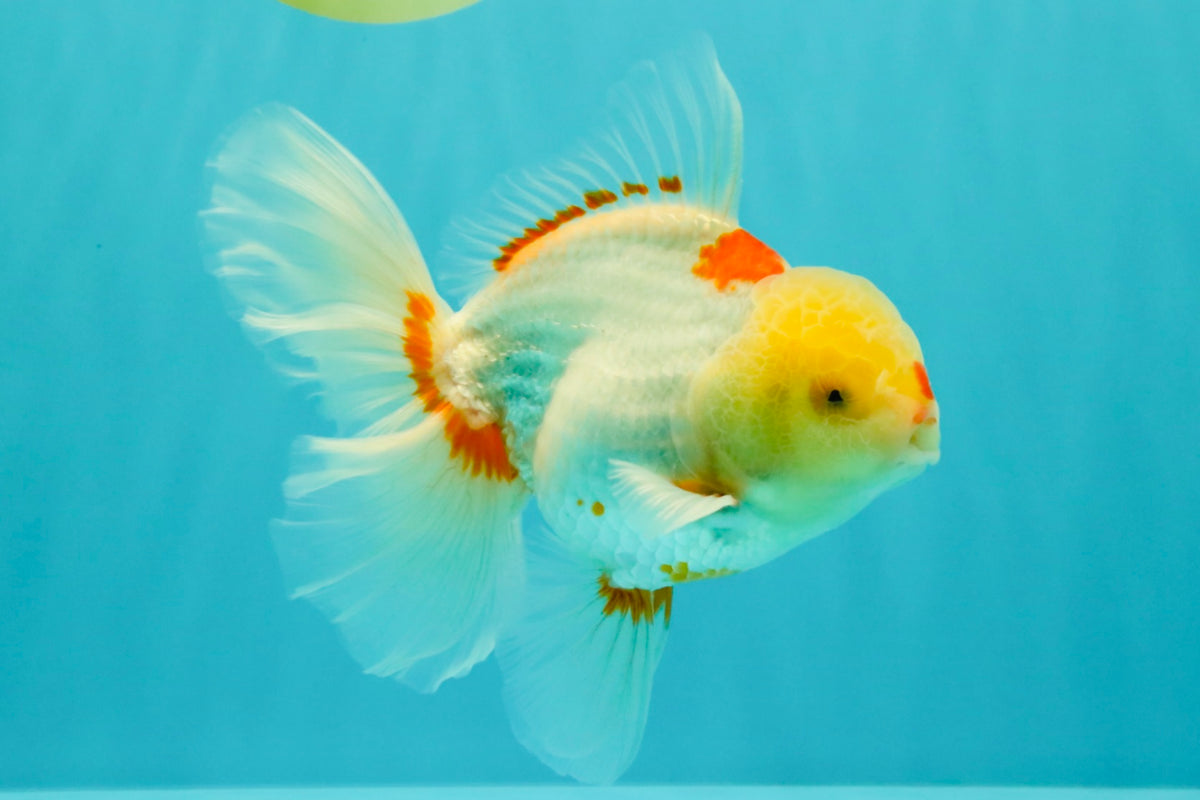 A Grade Red White Oranda Male 6 inches #102326OR_09