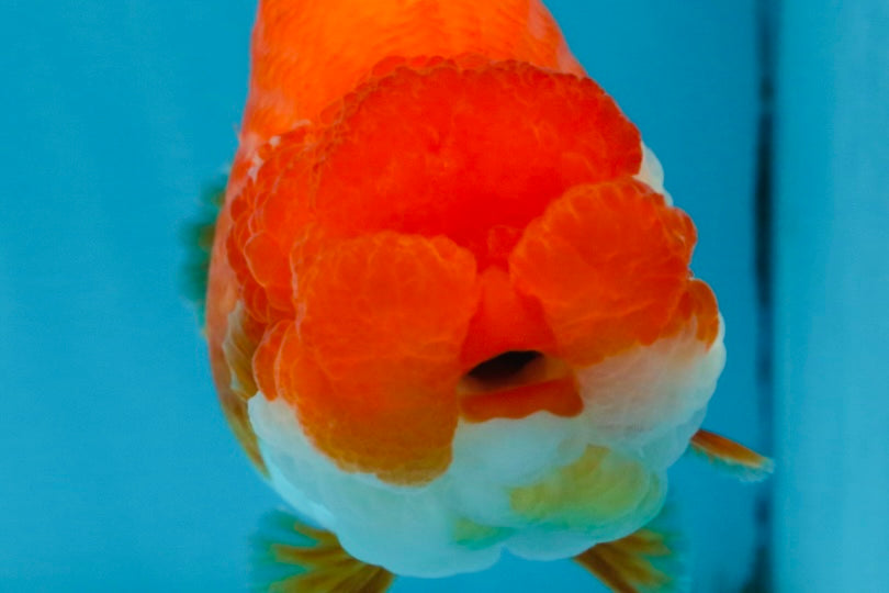 SUPER NUGGET A Grade Chubby Belly Red White LionQueen 4-4.5 inches #062025LC_11