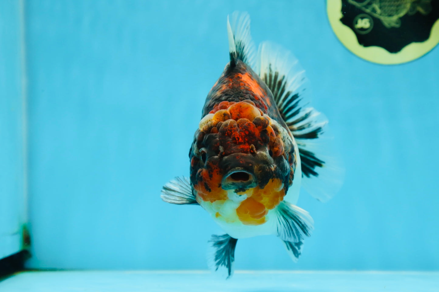 A Grade Godzilla Kirin Yuanbao Female 5.5-6 inches #053025YB_02