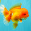 AAA Grade Red Oranda Female 6.5 inches #071026OR_24