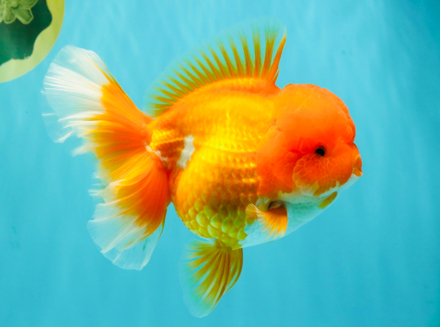 AAA Grade Red Oranda Female 6.5 inches #071026OR_24