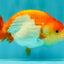 A Grade Red White LionQueen 4 inches #081426LC_17