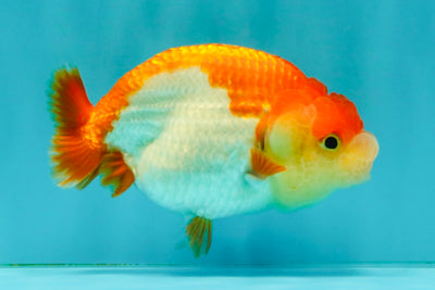 A Grade Red White LionQueen 4 inches #081426LC_17