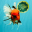 A Grade Tiger Oranda Male 7.5 inches #101626OR_19
