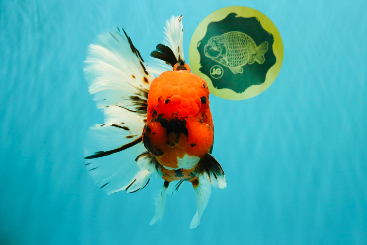 A Grade Tiger Oranda Male 7.5 inches #101626OR_19