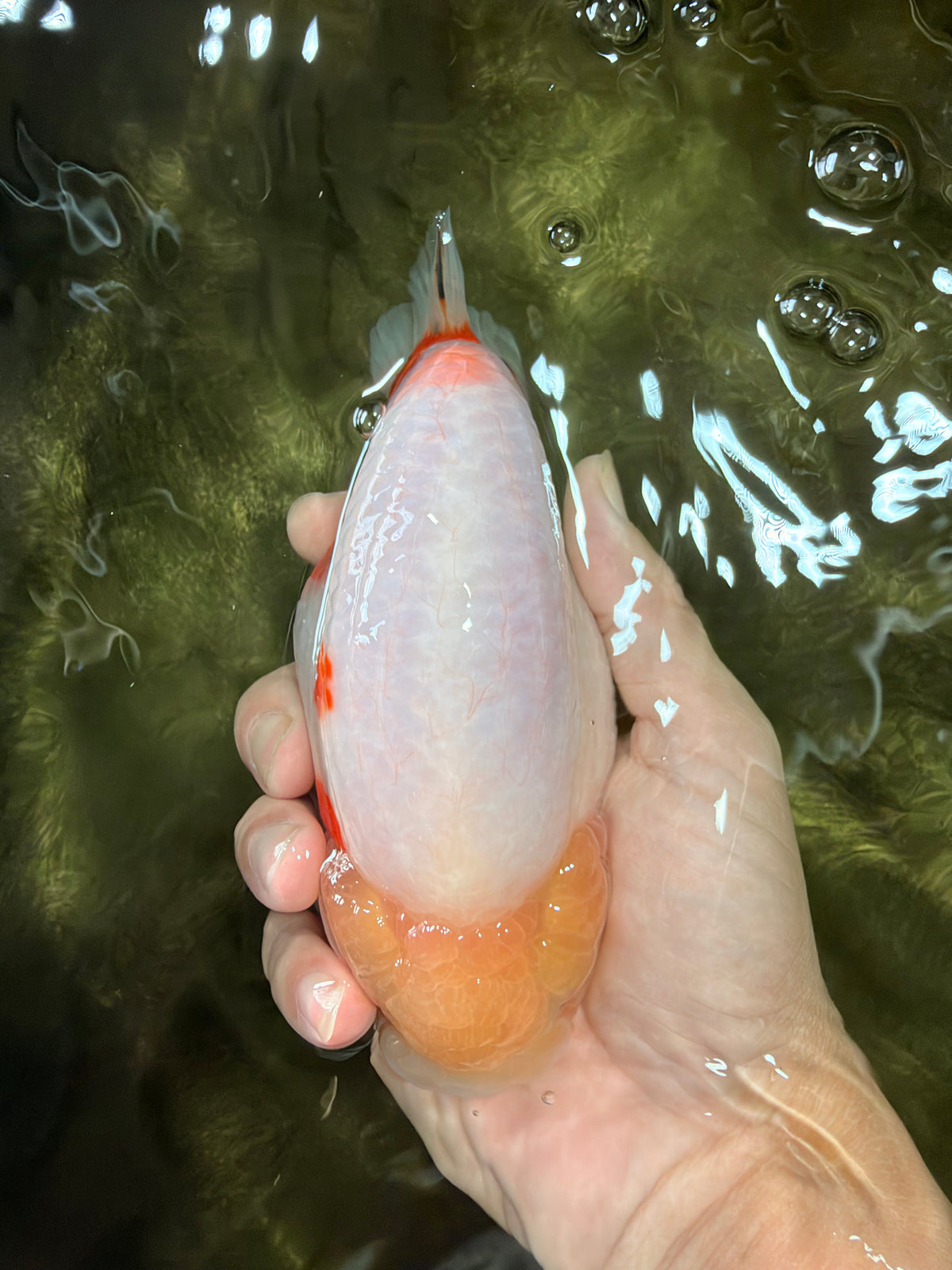 AAA Grade Sakura Ranchu Female 5.5-6 inches #102326RC_02