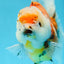 Show Grade Godzilla Oranda Female 6.5 inches #0804OR_15