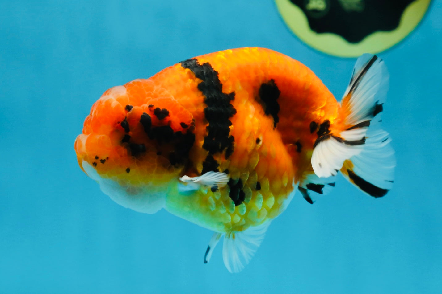 AAA Grade Tiger LionKing 4.5 inches #060625LC_04