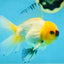 A Grade UNIQUE Lemonhead Oranda Male 5-5.5 inches #090525OR_13