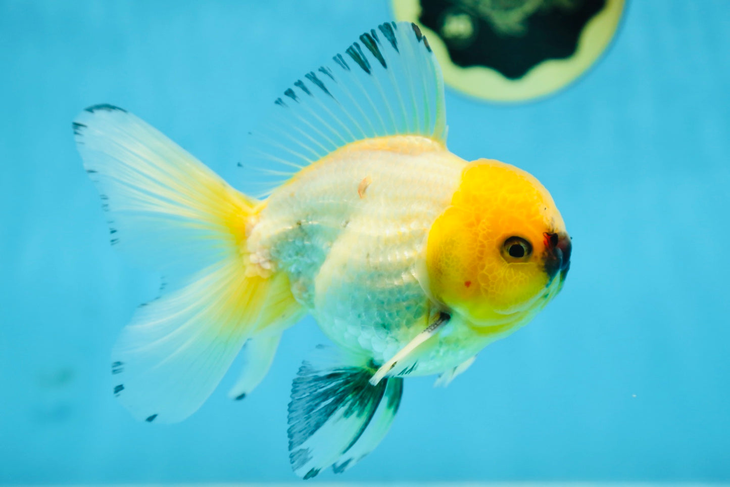A Grade UNIQUE Lemonhead Oranda Male 5-5.5 inches #090525OR_13