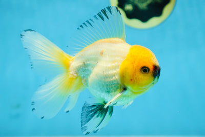 A Grade UNIQUE Lemonhead Oranda Male 5-5.5 inches #090525OR_13