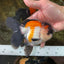 A Grade Tricolor Button Eyes Oranda Male 5-5.5 inches #080125OR_23
